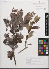 Foto von Salix cinerea L.